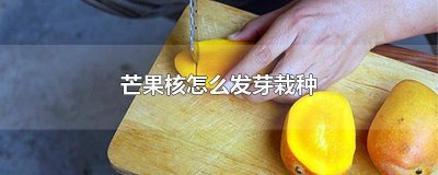 ​芒果核怎么发芽栽种方法 芒果核怎么发芽栽种图片