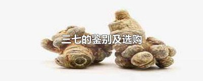 ​一分钟教你辨认三七真假好坏 三七的真假鉴别图解