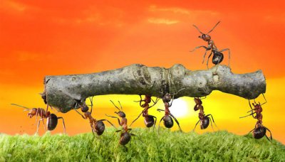 ​红火蚁灭绝了吗现在 红火蚁会灭绝吗