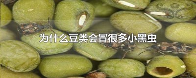 ​豆子里面生的小黑虫到处飞跑怎么处理掉 黄豆长黑色会飞的虫