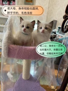 ​布偶猫公的好还是母的（布偶一般活多少岁）