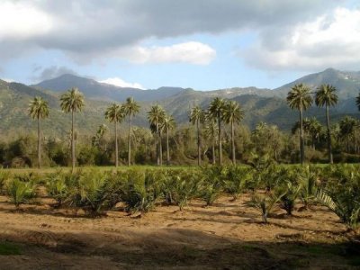 ​蛇龙珠 为什么贵(蛇龙珠干红葡萄酒)