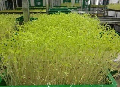 ​芽苗菜种植市场前景如何