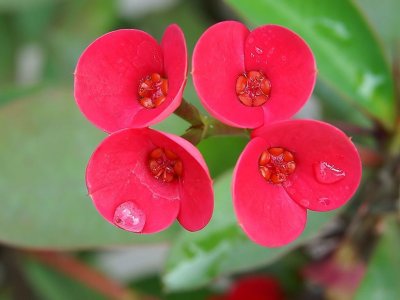 ​家里忌讳摆放的植物（这些植物影响风水）