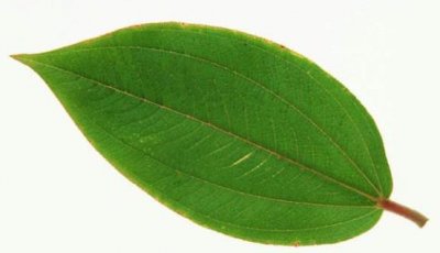 ​如何自制叶脉书签 叶脉书签的制作方法