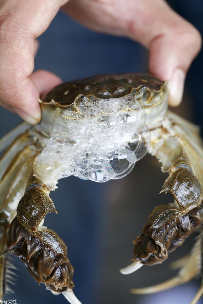 螃蟹怎么选肥的 这样的螃蟹最好吃