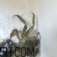 冬天可以吃大闸蟹吗？冬天怎么吃大闸蟹？