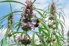 益母草的营养价值 益母草的功效与作用