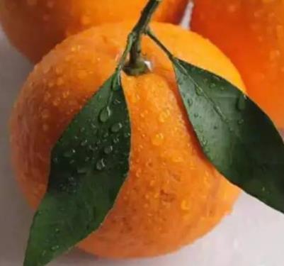 春见和不知火哪个好吃?春见不知火的不同 春见和不知火哪个好吃?春见不知火的不同