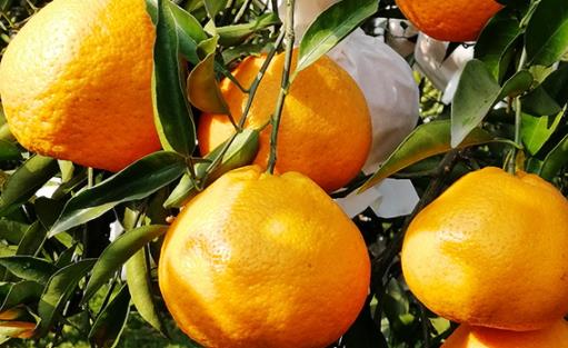 春见和不知火哪个好吃?春见不知火的不同 春见和不知火哪个好吃?春见不知火的不同