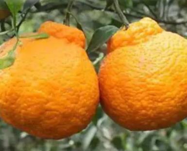 春见和不知火哪个好吃?春见不知火的不同 春见和不知火哪个好吃?春见不知火的不同