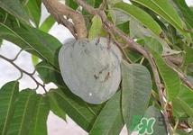 番荔枝孕妇能吃吗?孕妇吃番荔枝好吗 番荔枝孕妇能吃吗?孕妇吃番荔枝好吗