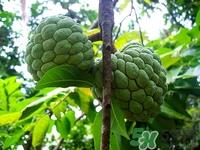 番荔枝孕妇能吃吗?孕妇吃番荔枝好吗 番荔枝孕妇能吃吗?孕妇吃番荔枝好吗