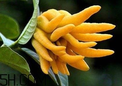 佛手柑泡水喝有什么功效?佛手柑产地在哪儿 佛手柑泡水喝有什么功效?佛手柑产地在哪儿