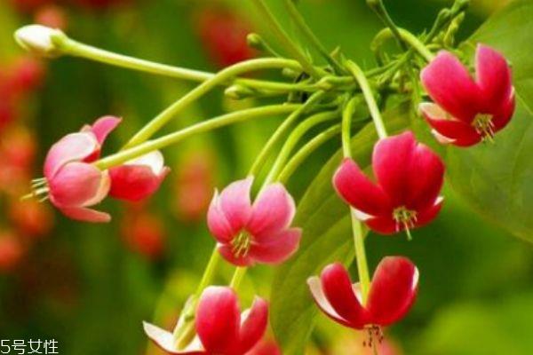 使君子有什么副作用吗 什么人群不能吃使君子呢