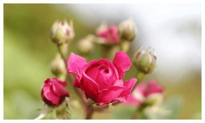 ​十二生肖中，这四大生肖女性是男人梦中的情人，集才华美貌于一身