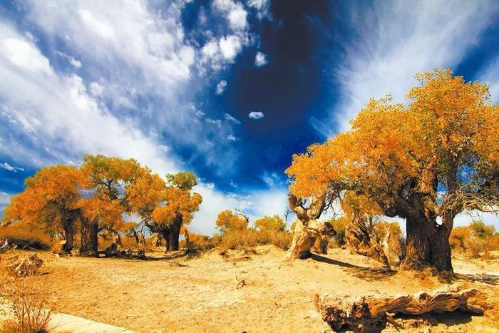 读诗：大漠深处的胡杨