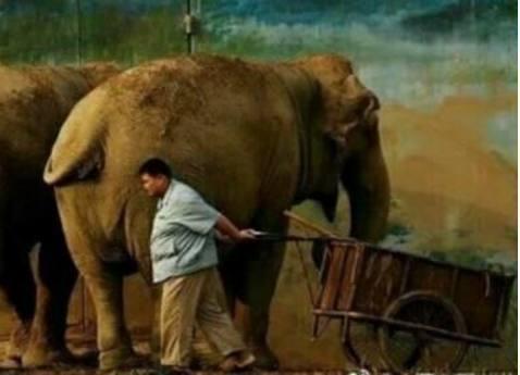 38岁孙越老婆首次曝光,养大象时互相认识,如今全家共用一张脸!