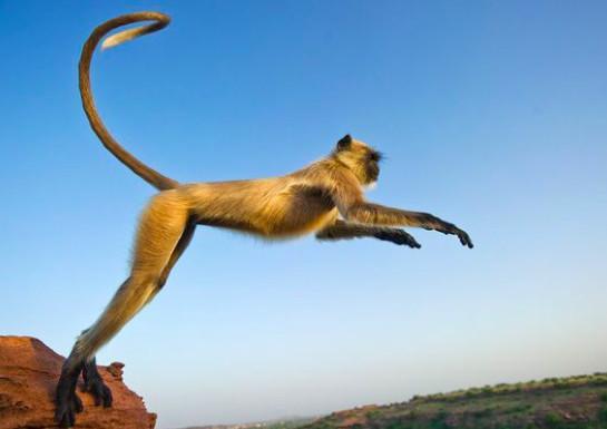 动物世界：亚洲最全21种猴子，多数在中国