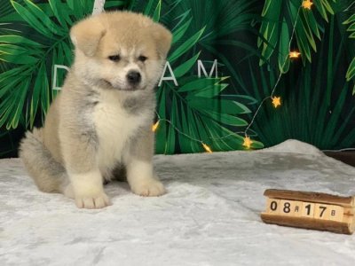 ​秋田犬的智商怎么样？