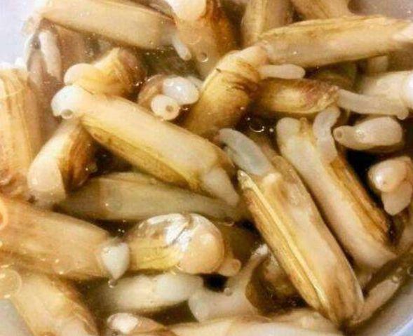 蛏子怎么洗又快又干净？教你清洗蛏子的3种小窍门，简单又卫生