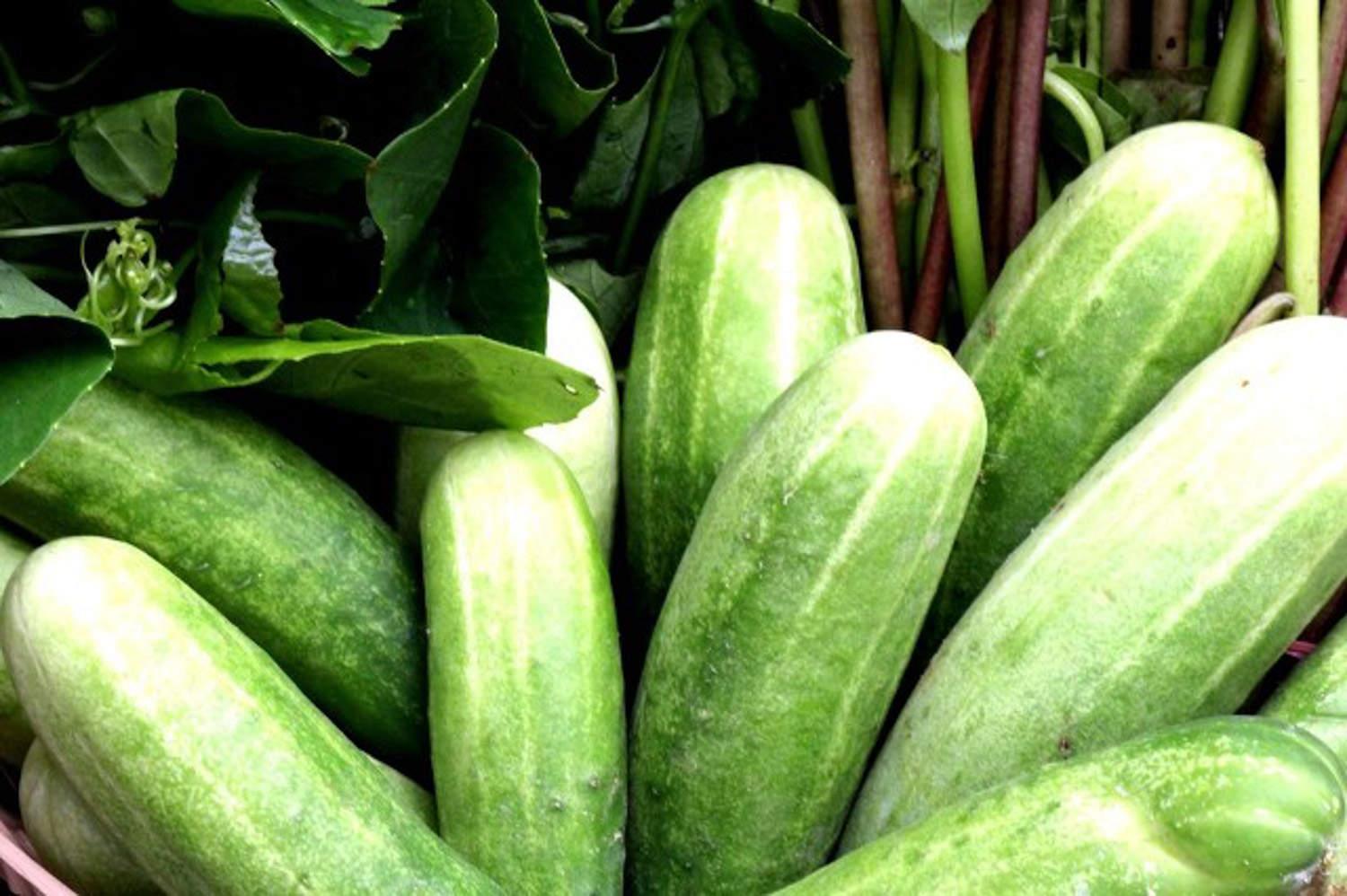 黄瓜 黄瓜