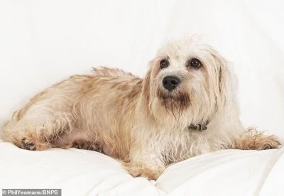 ​英国有种狗比大熊猫的数量还稀少，生一窝小狗价值上万