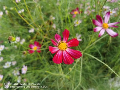 ​波斯菊的花语及传说