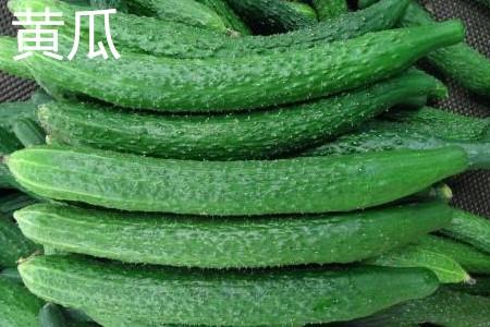 黄瓜果实.jpg