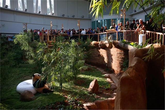 大熊猫夫妻被马来西亚归还，不堪负担饲养费用后，无奈将其送还！