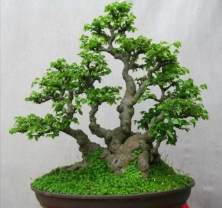 ​野外有哪些树种适合做成盆景，常见的5种树木，做成盆景各有千秋