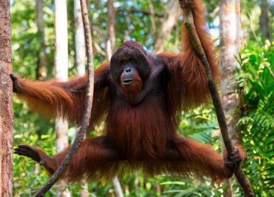 ​广西元宝山有黑熊出没，能杀死200斤野猪，野人传闻被推翻？