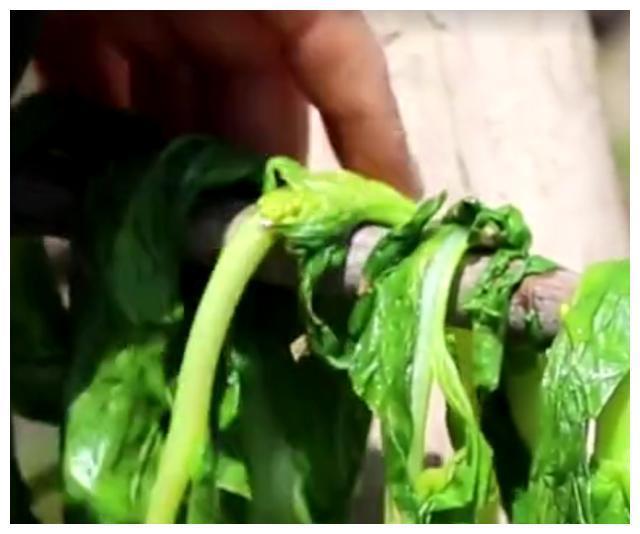 这是一种以前的朝廷贡菜，晒干后卖到40一斤！南方人用来下火锅