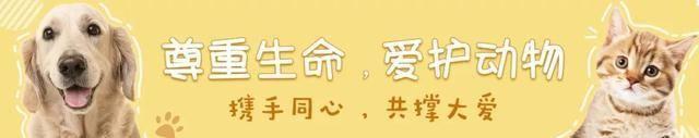 高冷军犬退役后，在新家遇上了一只小猫……