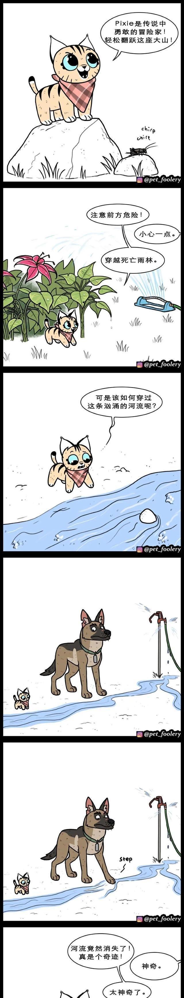 高冷军犬退役后，在新家遇上了一只小猫……