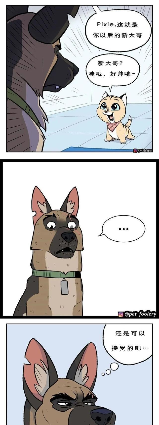 高冷军犬退役后，在新家遇上了一只小猫……