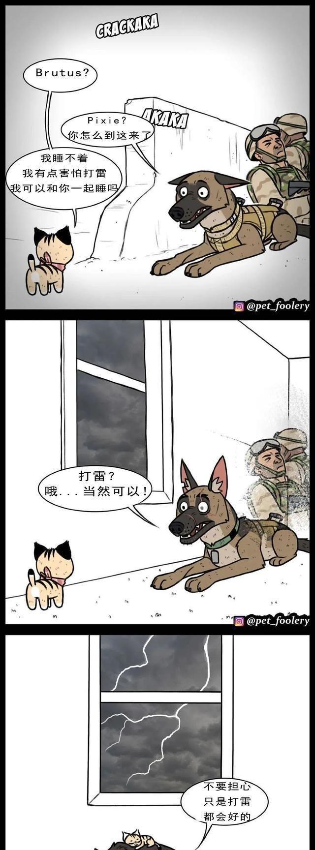 高冷军犬退役后，在新家遇上了一只小猫……