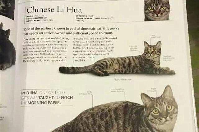 别再瞧不起田园猫了,纯种的狸花猫在美国已经价值万元了!