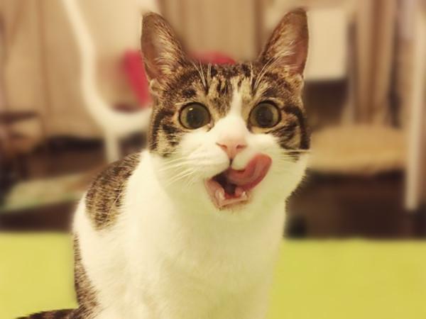 别再瞧不起田园猫了,纯种的狸花猫在美国已经价值万元了!