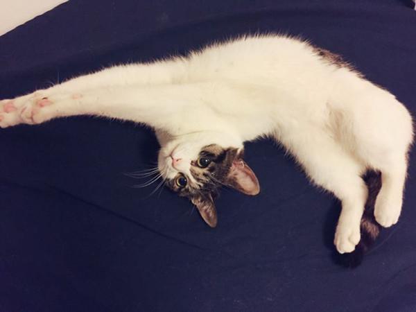 别再瞧不起田园猫了,纯种的狸花猫在美国已经价值万元了!