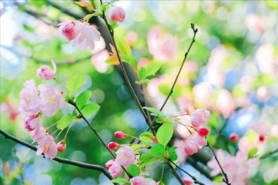 ​春湿不除，后患无穷！“祛湿第一米”别错过，身体轻松，舒坦过春