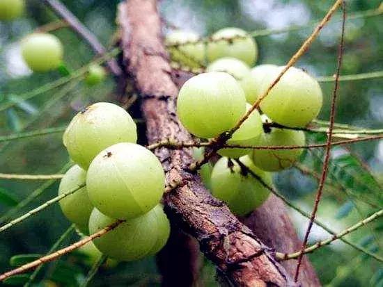 云南人，这些家乡的山林野果你知道多少