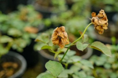 ​月季的扦插方法和时间