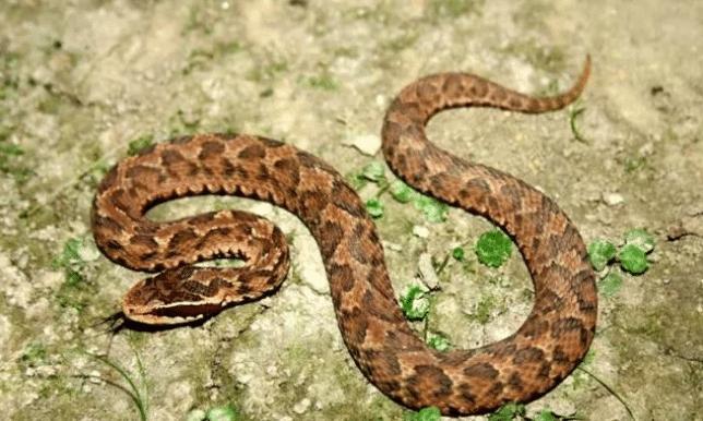 土公蛇到底是不是剧毒蛇?它和眼镜蛇相比谁的毒性更大?