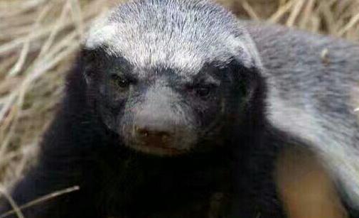 网红非洲平头哥,它的名字叫什么,为啥能把眼镜蛇当辣条吃