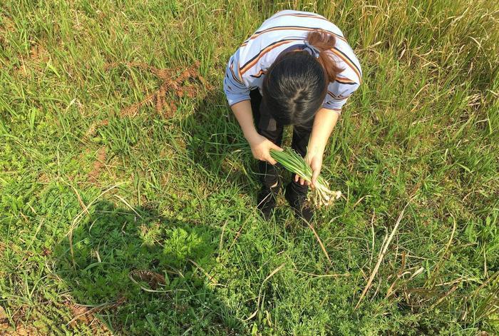 藠头需要在什么环境中才能生长呢?和大蒜又有什么区别呢?