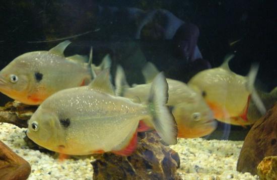 凶猛水虎饲养起来相当壮观,但这些错位可千万不要犯!