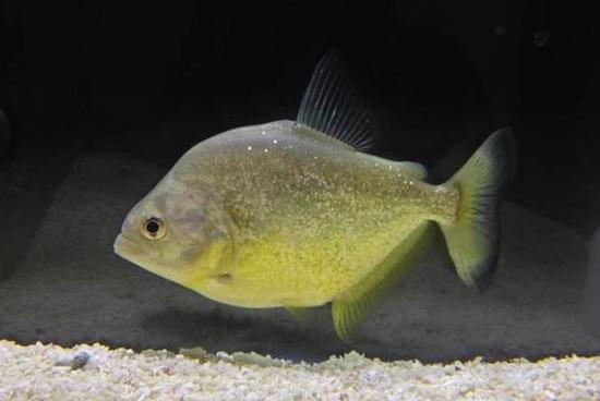 凶猛水虎饲养起来相当壮观,但这些错位可千万不要犯!