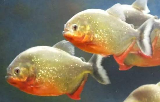 凶猛水虎饲养起来相当壮观,但这些错位可千万不要犯!