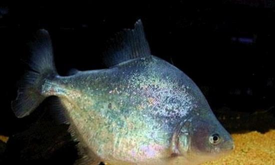 凶猛水虎饲养起来相当壮观,但这些错位可千万不要犯!